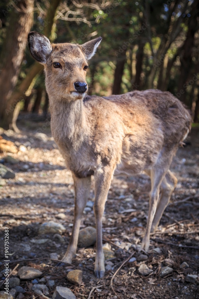 Fototapeta premium Golden Hour Sika Deer Portrait in the Deep Woods