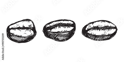 Set of hand drawn fresh roasted coffee bean Arabica robusta seed doodle Single element for design print packaging label decor