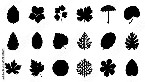Collection of Black Silhouettes of Various Leaves and Plant Shapes