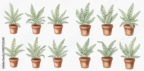Watercolor illustration of various potted fern plants, perfect for home decor and indoor gardening themes.