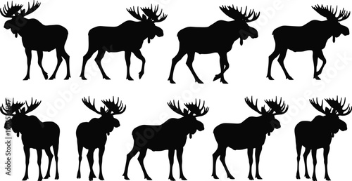 Set of wild moose silhouettes with large antlers in various walking and standing poses for nature conservation and wilderness themed graphic design