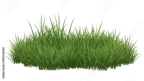 Green Grass Tuft Isolated.