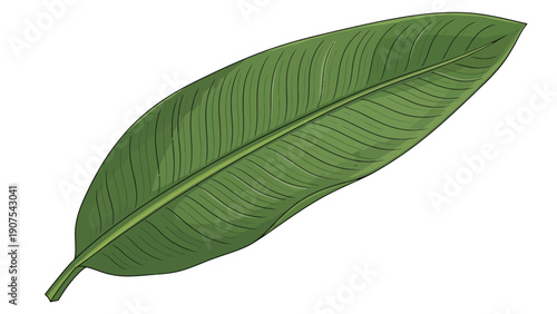 Green Leaf Close Up.