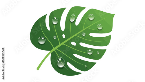 Green Monstera Leaf Closeup.