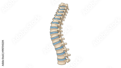 Human Spine Vertebrae Structure.