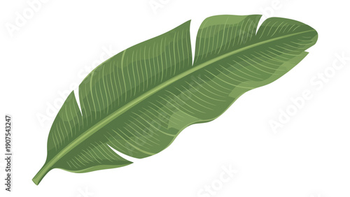 Large Green Banana Leaf.