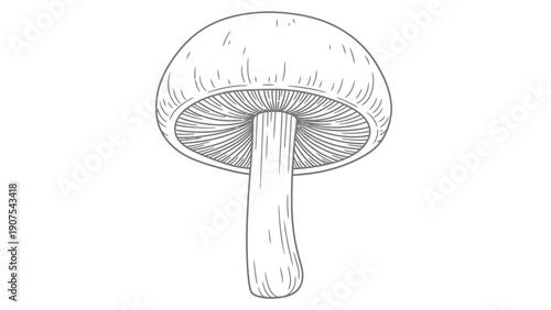 Mushroom Fungi Illustration 2.