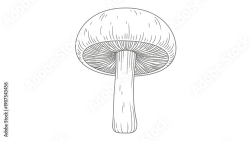 Mushroom Fungi Illustration.