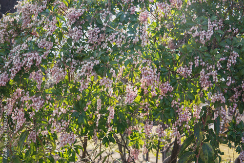 ピンクの馬酔木（アセビ／Pieris japonica subsp. japonica）：画面いっぱいに咲く釣鐘状のピンクの花／日本・3月