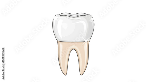 Tooth Dental Anatomy Structure.