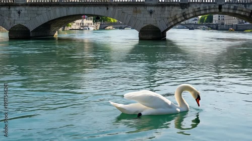 Wallpaper Mural Elegant white swan gliding gracefully on a calm river with historic bridge in the background. Torontodigital.ca
