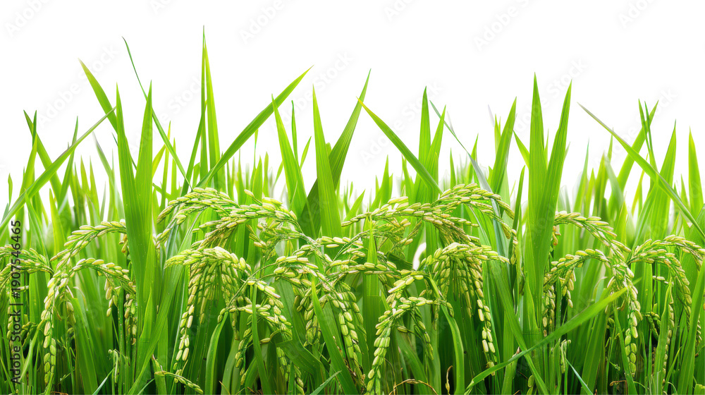 Obraz premium Lush green rice field with ripening grains under a clear blue sky at sunset