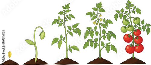Tomato plant growth stages from seed to seedling and mature vegetable bush with yellow flowers and red fruits,