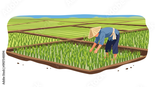 Farmer with conical hat tending young rice plants in partitioned paddy field