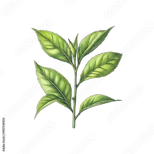 tea leaves hand drawn vector illustration
