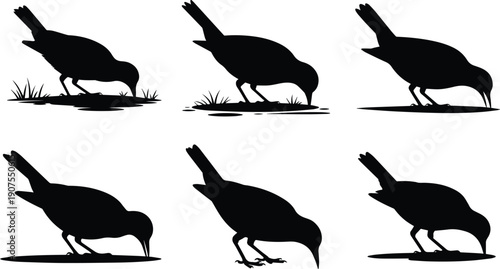 Set of Minimalist black bird pecking the ground natural behavior silhouette vector icon