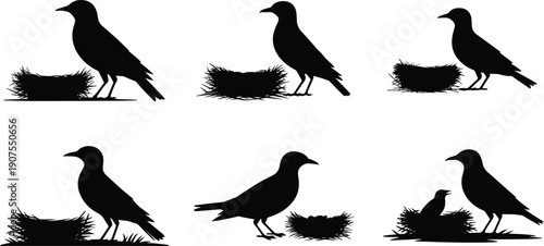 Set of Minimalist black bird standing near a nest protective stance silhouette vector icon