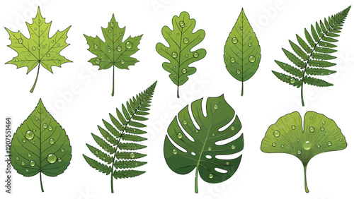 Variety of Green Leaves.