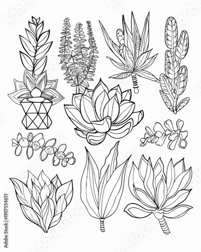 Collection of succulents, lotus, grasses, and potted plants