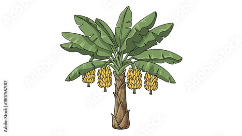 Palm Tree With Fruit.