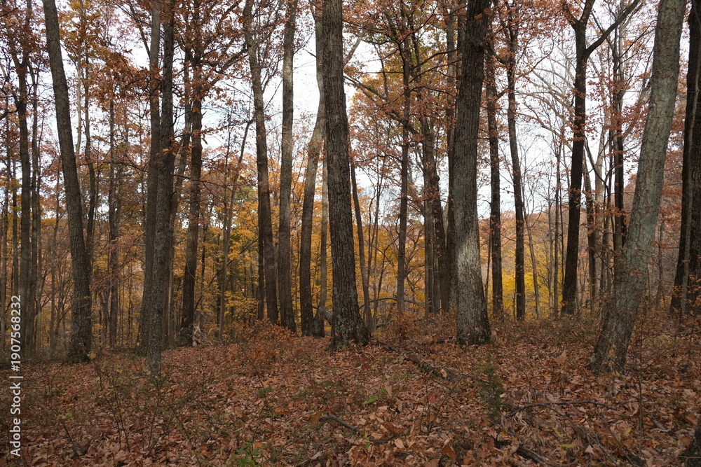 Obraz premium Autumn in the Woods