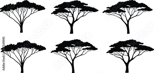 Collection of African acacia tree silhouettes, flat canopy savanna trees isolated vector set for landscape design botanical illustration pack elements premium bundle