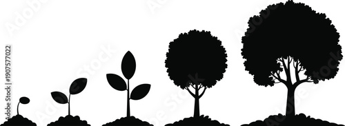 Plant growth stages silhouettes, tree life cycle from seedling to mature tree, natural development process, botanical vector illustration