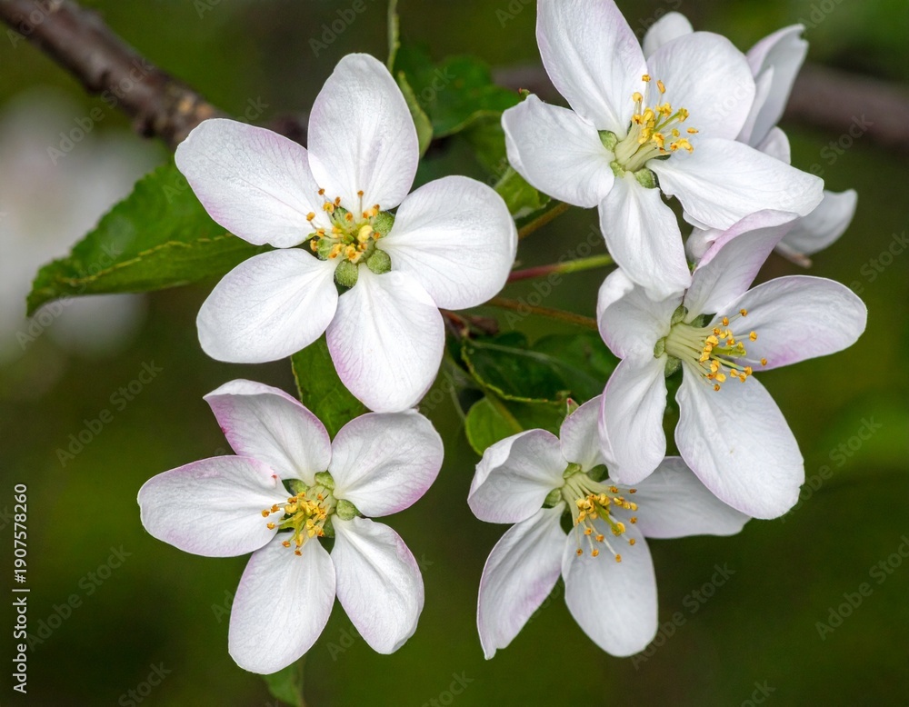 Obraz premium Close-up of Delicate White Apple Blossoms Blooming in Springtime Sunlight.