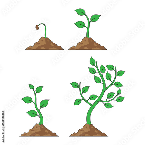 Plant growth process cartoon illustration