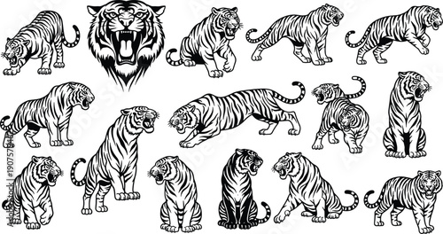 Tiger Illustration Set Showing Multiple Poses and Expressions in Detailed Black and White Line Art Style Isolated on White Background