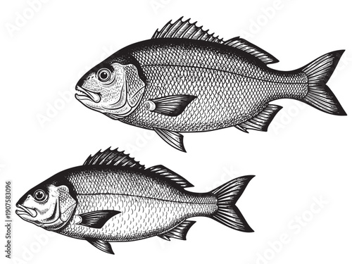 Fish seafood engraving illustration for fresh food packaging