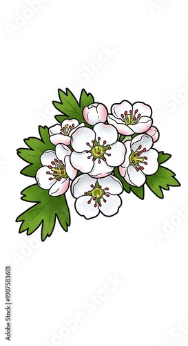 Hawthorn Blossom Bloom