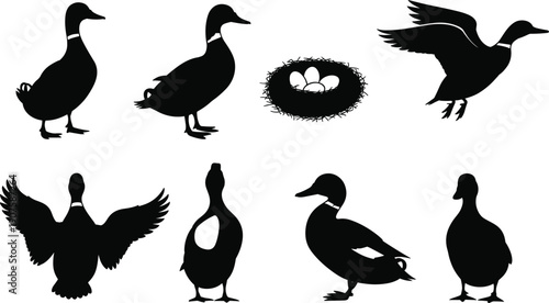 Duck silhouette collection with standing flying walking birds nest eggs isolated on white background wildlife farm vector illustration