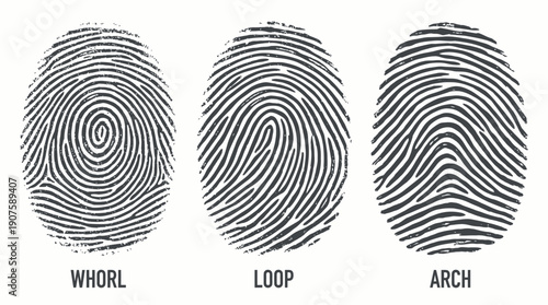 Three distressed grayscale fingerprint types illustrated on a white background, concept for forensic science, biometric identification and security technology systems