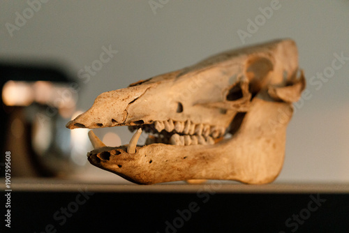 Detailed shot of an old pig...