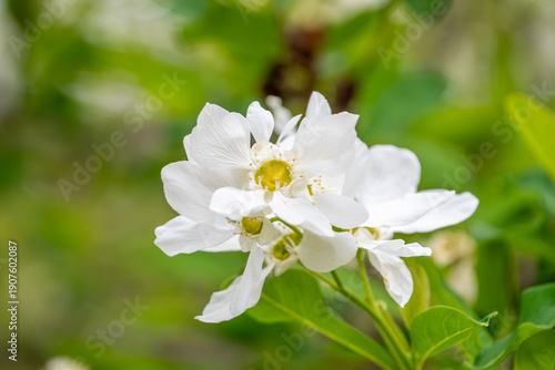 新緑の季節に咲くリキュウバイの白い花と緑の葉