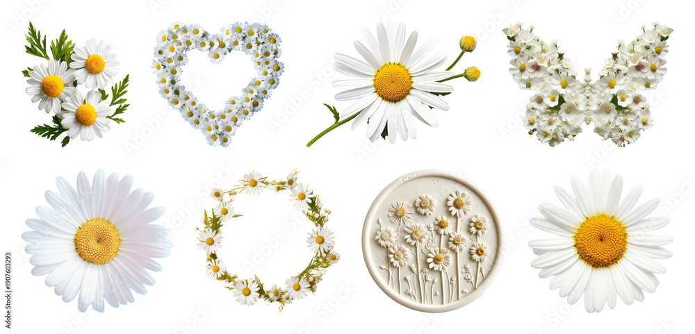 Fototapeta premium PNG Daisy floral arrangements collection on transparent background