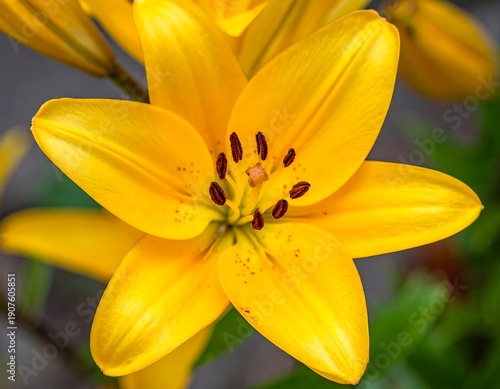 Wallpaper Mural Close-up of a vibrant yellow flower with six petals, showcasing its stamen and pistil. The background features blurred green foliage Torontodigital.ca