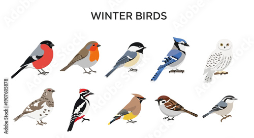 Illustration of ten distinct species of winter birds against a white background