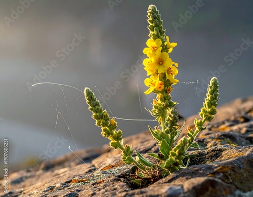 Wallpaper Mural Close-up of a vibrant yellow flower with textured buds and delicate spiderweb against a blurred background Torontodigital.ca