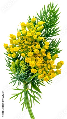 Wallpaper Mural Close-up of a vibrant yellow flowering herb with delicate, feathery green leaves and slender stem. Isolated on a white background Torontodigital.ca