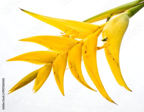 Wallpaper Mural Close-up of a vibrant yellow heliconia flower against a bright white background, showcasing its unique shape Torontodigital.ca