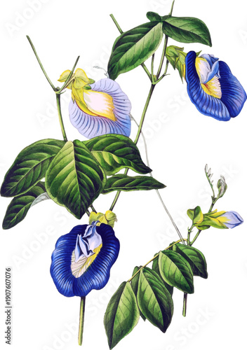 Butterfly Pea Flower Botanical Illustration