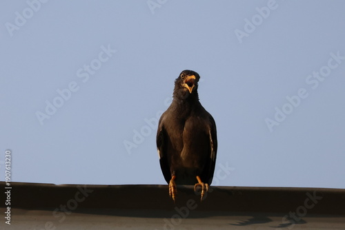 Fotografía Javan Myna (Acridotheres javanicus) squawking whilst perched on a fence, and looking at the evening sun