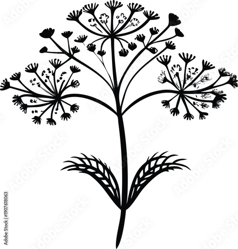 A detailed black and white illustration of a flowering dill plant stem