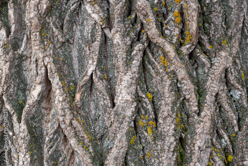 The textured bark of an old tree. Close-up of the tree bark texture. Background.