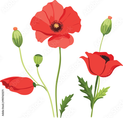 A vibrant illustration depicts several red poppies in various stages of bloom