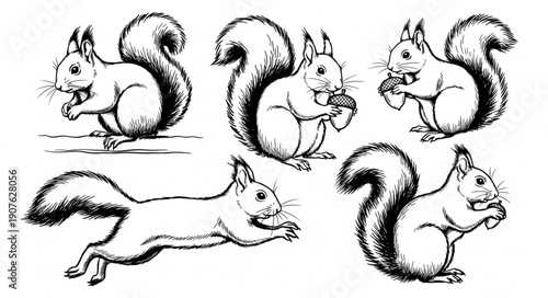 Set of Five Vintage Squirrel Illustrations.
