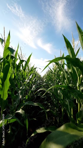 A lush green cornfield under a blue sky with white clouds