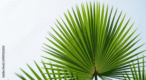 Detailed view of the iconic fan-shaped palmetto palm frond, displaying sharp shadows and vibrant green tropical texture under bright sunlight, subtropical, shadow, natural
